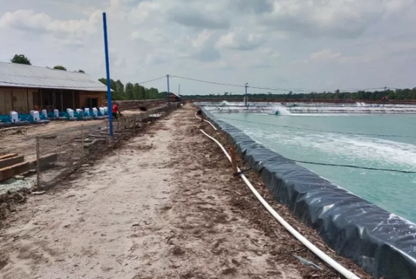 Salah satu tambak udang di Bengkalis