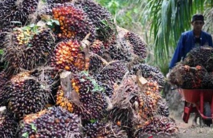 foto-sawit-riau-2