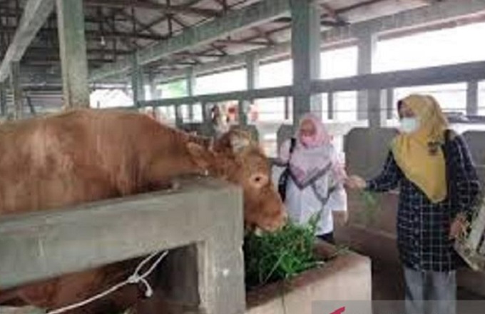 1406-2022-penyakit-Sapi